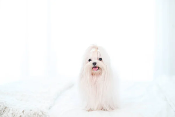 Pet Lover concept. Maltese dog long hair on the bed looking a camera. Happy maltese dog in white bed room.