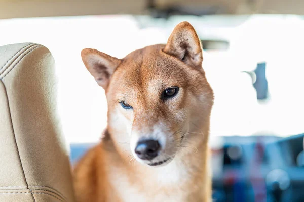Pies Shiba Inu Podróżujący Bagażniku Szczęśliwy Japoński Pies Samochodzie Podczas — Zdjęcie stockowe