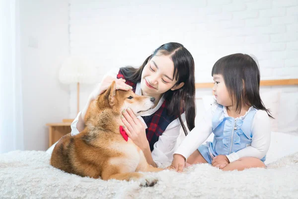 Das Mädchen Zieht Einen Hund Bett Groß Shiba Inu Hunde — Stockfoto