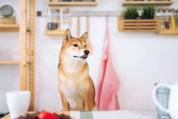 Shiba Inu Psi Čekají Jídlo Jídelním Stole Japonské Kuchyni Japonský — Stock fotografie