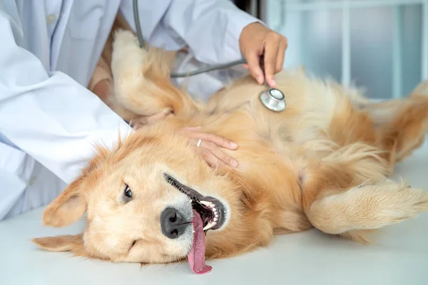 獣医学の概念 イヌの心拍を調べる獣医師 犬の所有者は 獣医師と体を確認し ペットを取る 犬は聴診器で調べると面白いジェスチャーをした — ストック写真