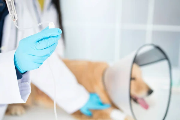 病院の塩瓶だ Iv管 獣医は犬に生理食塩水を与えている 病院での医療静脈内Ivチューブ — ストック写真