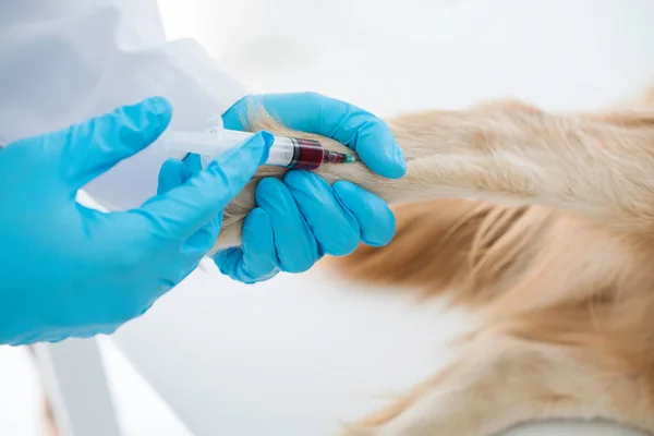 獣医は獣医クリニックで犬に注射する 獣医師は注射器を犬に注射します 患者は予防接種を受けている 獣医は検査のために血を引く — ストック写真