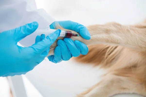 Veterinair Dierenarts Die Hond Injecteert Dierenkliniek Dierenarts Die Injecteert Met — Stockfoto