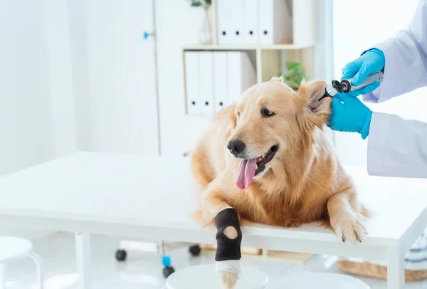 獣医学の概念 獣医はゴールデンレトリバー犬の健康をチェックしています 犬の耳を医療機器で調べる — ストック写真