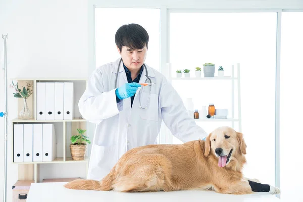Dierenartsen Bekijken Thermometer Met Stethoscoop Dierenarts Onderzoekt Golden Retriever Hond — Stockfoto