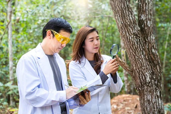 Los Científicos Están Estudiando Especies Vegetales Árboles Científico Masculino Femenino —  Fotos de Stock