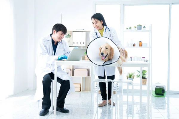 獣医クリニックで病気のゴールデンレトリバー犬 獣医は喜んで検査室でチームと協力していますその中にはゴールデンレトリバー犬は襟を着ています — ストック写真