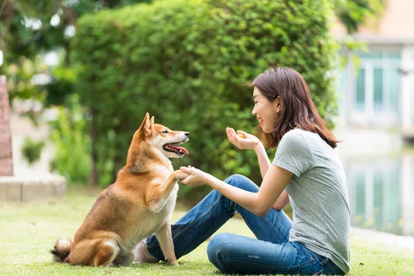 Genç kadın ve köpek yaz konsepti. Kız arka bahçede Shiba Inu köpeğiyle oynuyor. Asyalı kadınlar köpekleri tokalaşarak selamlamayı öğretiyor..