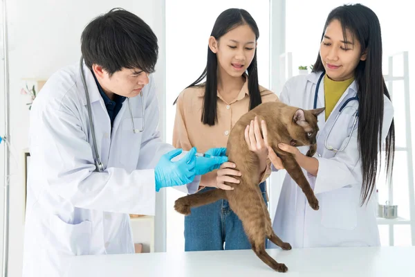 Dierenarts Die Kat Injecteert Een Dierenkliniek Dierenarts Die Injecteert Met — Stockfoto