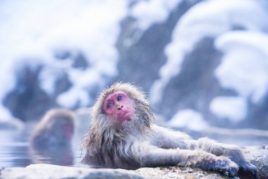 Asya 'yı gezmek. Kırmızı yanaklı maymun. Japonya 'daki popüler turizm merkezleri. Kış boyunca Hakodate 'deki kaplıcalarda sırılsıklam olan maymunları görebilirsiniz. Japonya 'da kar maymunları ıslanır..