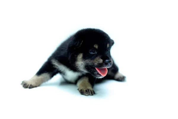 Close Cachorro Recém Nascido Shiba Inu Cão Japonês Linda Cor — Fotografia de Stock