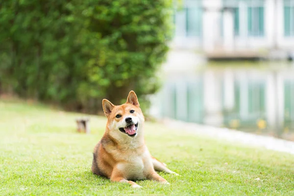 Amante Degli Animali Shiba Inu Cane Razza Nel Parco Primavera — Foto Stock