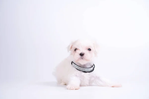 Maltês Uma Raça Cão Grupo Brinquedos Filhotes Cachorro Malteses Estão — Fotografia de Stock