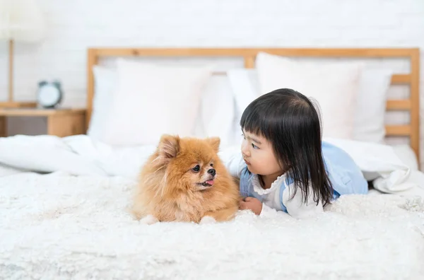 Ein Mädchen Liegt Mit Einem Pommerschen Hund Weißen Zimmer Auf — Stockfoto