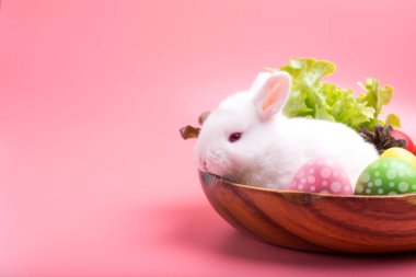 Tahta tepside beyaz bir tavşan, sebzeli ve pembe arka planda Paskalya yumurtaları.