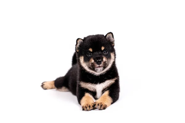 Puppy Shiba Inu Color Black Tan White Background Shiba Inu — Stock Photo, Image