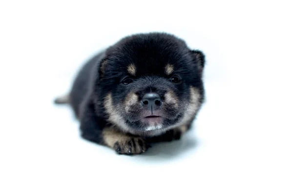 Close Newborn Shiba Inu Puppy Japanese Dog Beautiful Shiba Inu — Stock Photo, Image