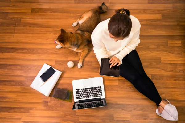 Pet Lover concept. Work from home and pets. Top view. Japanese dog and Young woman working with a laptop on the wooden floor. Asian Woman with shiba inu dog. Social distance. Coronavirus2019, Covid19.