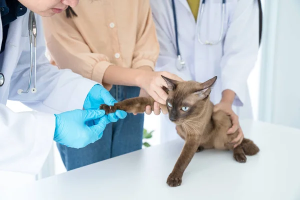 診療所の概念でペットを調べる 獣医は猫の健康をチェックしている 獣医師が猫の検査をしています — ストック写真