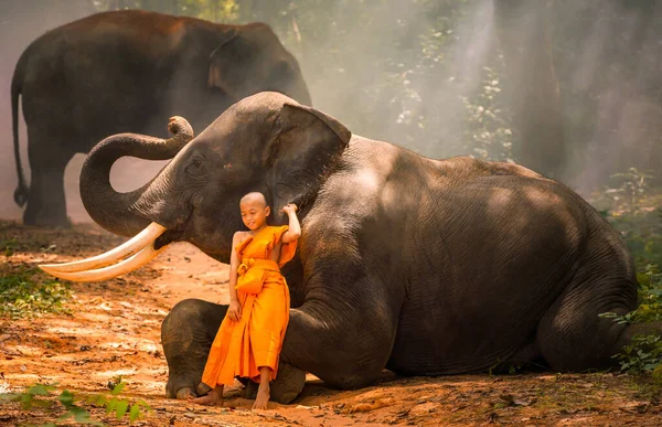Dziecko Mnicha Słonie Tha Tum District Surin Tajlandia — Zdjęcie stockowe