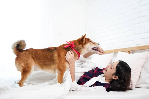 ペット愛好家の概念 アジアの女性が寝室で柴犬と戦っている 女の子抱擁犬 — ストック写真