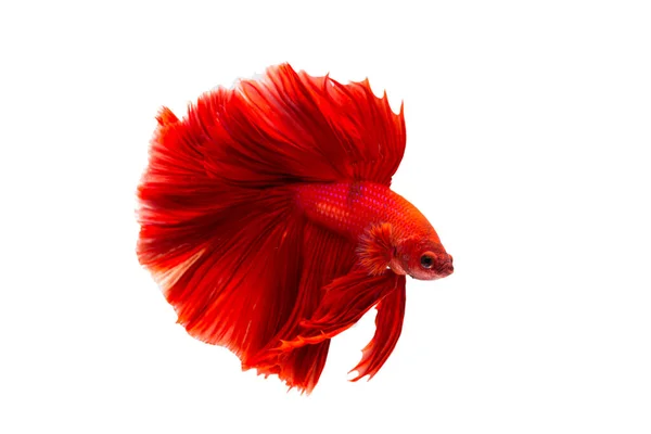 Super Peixe Betta Vermelho Peixes Siameses Isolados Sobre Fundo Branco — Fotografia de Stock