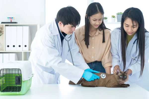 Huisdier Onderzoeken Klinieken Concept Dierenarts Controleert Gezondheid Van Kat Veterinair — Stockfoto