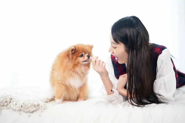 アジアの女性が午前中に寝室でポメラニアン スピッツと遊んでいる 寝室に女の子と犬 — ストック写真