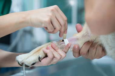 Veteriner veteriner veteriner veteriner kliniğinde Shiba Inu 'nun köpeğine iğne yapıyor. Hastalar aşılandı. Veteriner iğneyi tuz damarıyla deliyor..