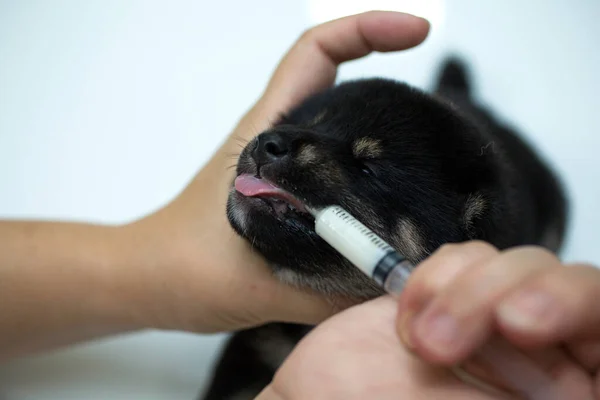 犬への餌や補助食品 新生芝犬の子犬のクローズアップ 日本の犬 美しい柴犬の子犬の色黒 20日前 白い背景の子犬 — ストック写真