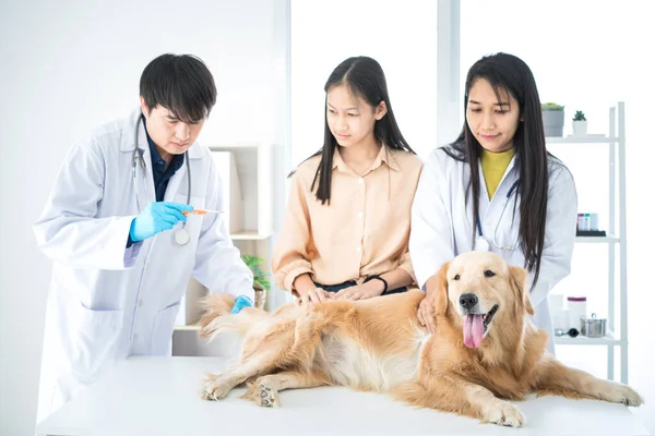 Veterinary concept. Veterinarian examining dog\'s heartbeat. Dog owners take pets, check the body with a veterinarian. The dog made a funny gesture when being examined by a stethoscope. Measure fever with a thermometer.