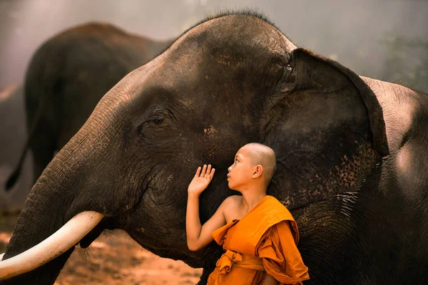 Dziecko Mnicha Słonie Tha Tum District Surin Tajlandia — Zdjęcie stockowe