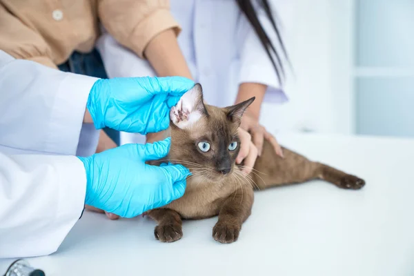 Klinik konseptinde evcil hayvan inceleniyor. Veteriner kedinin sağlığını kontrol ediyor. Veteriner doktor bir kediyi kontrol ediyor..