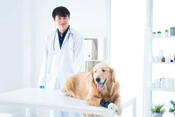 獣医は笑っています動物病院のゴールデンレトリバー犬に満足しています — ストック写真