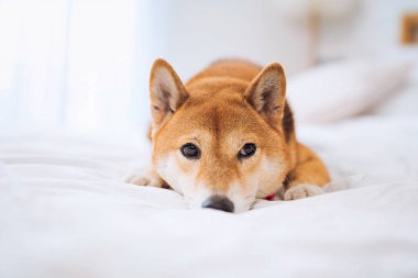 Hayvan sevgisi konsepti. Yatak odasındaki yatakta Japon köpeği. Beyaz yatak odasında yatan Shiba Inu köpekleri. Shiba Inu tüm dünyada ünlü bir Japon köpeğidir..