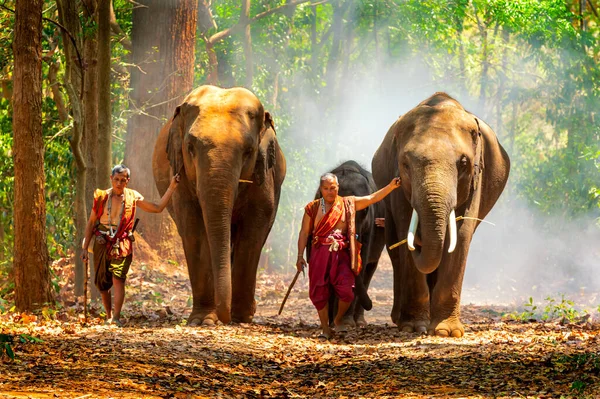 Dwóch Mężczyzn Słoniami Spacerujących Ścieżce Leśnej Tajlandii — Zdjęcie stockowe