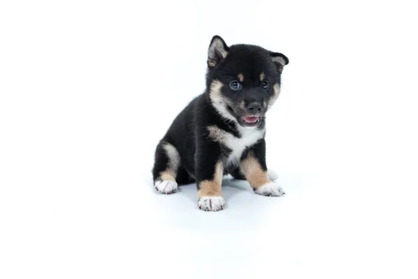 Shiba Inu Vit Bakgrund Shiba Inu Japansk Hund Som Känd — Stockfoto