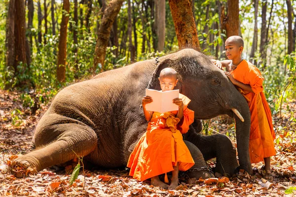 Les Novices Les Moines Embrassent Les Éléphants Novice Thai Debout — Photo