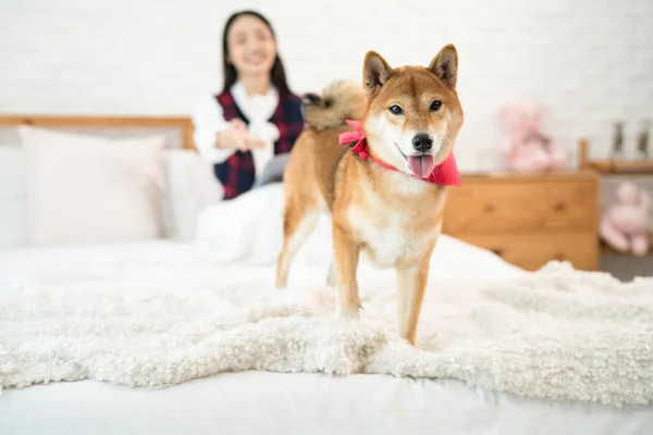 Pet Lover Shiba Inu Pes Asijská Žena Ložnici Dívka Pes — Stock fotografie