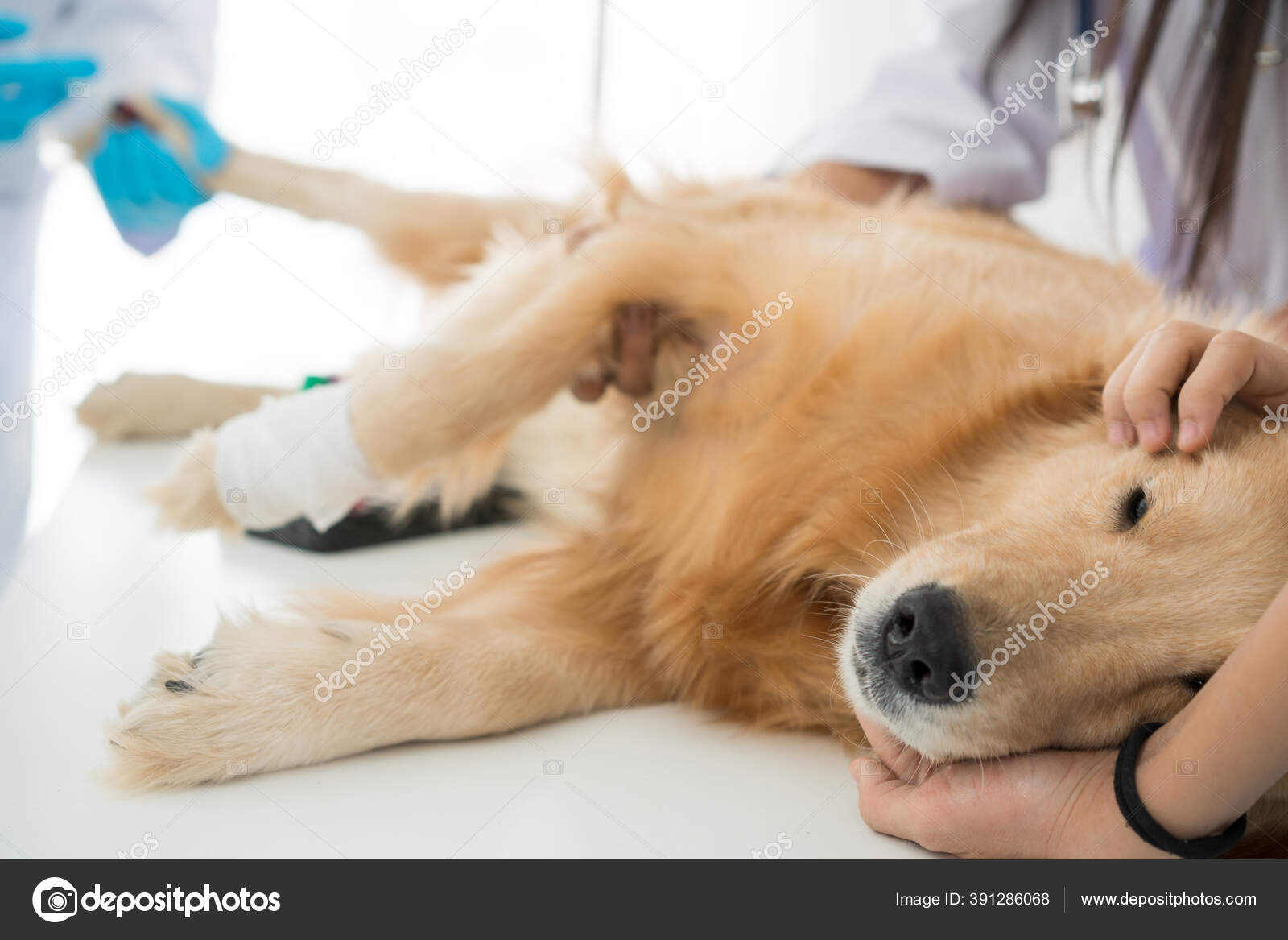 Can You Show A Neutered Dog