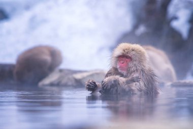 Asya 'yı gezmek. Kırmızı yanaklı maymun. Japon kar maymunları bebek taşıyor ve ormanın ortasında sıcak suda onsen 'de banyo yapıyorlar. Japonya 'da kar maymunları ıslanır..