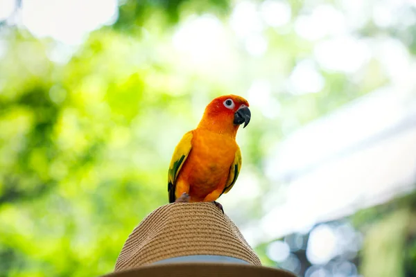 Papagájok Fenyőben Papagáj Kalapon Papagáj Sun Conure Fejen — Stock Fotó