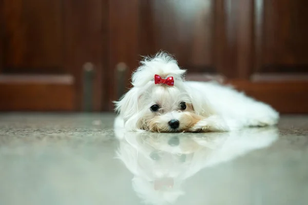 The Maltese dog is lying at the front door. Maltese with a ribbon.