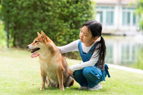 An Asian girl is playing with a dog in the park. Girl and Shiba inu dog.