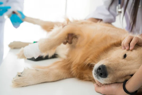 Veterinary examination of dog health. The Golden Retriever is sleeping in the examination room of the Animal Hospital. Veterinarian giving injection to dog in vet clinic.