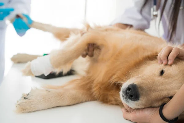 Köpek sağlığının veteriner muayenesi. Golden Retriever Hayvan Hastanesi 'nin muayene odasında uyuyor. Veteriner veteriner veteriner kliniğinde köpeğe iğne yapıyor..