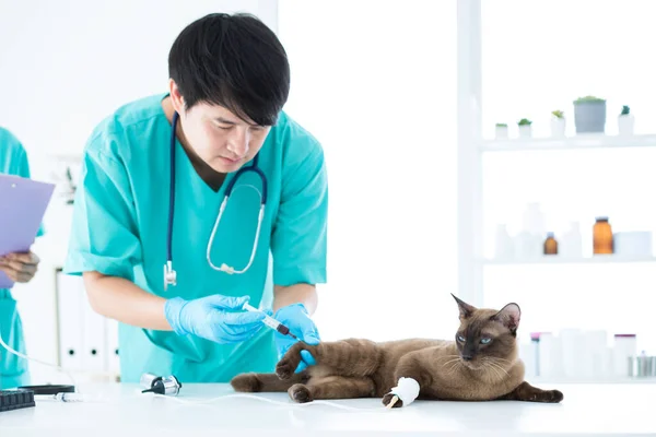 獣医学の概念 獣医師は血液をチェックするために注射器をしています 猫の健康を分析する 患者は予防接種を受けている アジア人 選択的焦点 — ストック写真
