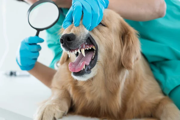 Veteriner, büyüteçli Golden Retriever köpeği için diş muayenesi yaptırıyor. Veteriner gülümsüyor, hayvan hastanesindeki Golden Retriever köpeğinden memnun..
