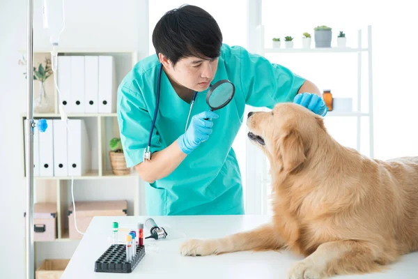 獣医師は黄金の検索犬の健康をチェックしています 首に聴診器をつけた獣医がゴールデンレトリバーの犬を運んでいる 目の検査 — ストック写真